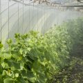 Грамотное выращивание овощей в теплицах: 5 автоматических систем