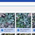 Определить растение по фото онлайн