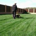 Советы, как правильно посеять газонную траву на даче и ухаживать за ней