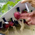 Технология выращивания овощей 11 букв