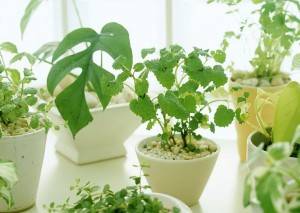 Уход за комнатными растениями — общие правила и принципы
